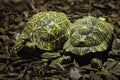 Indian star tortoise Geochelone elegans Royalty Free Stock Photo