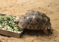 Indian star tortoise Royalty Free Stock Photo