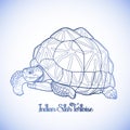 Indian star tortoise Royalty Free Stock Photo