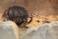 Indian star tortoise Royalty Free Stock Photo