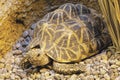 Indian Star Tortoise a threatened tortoise native India, Sri Lanka Royalty Free Stock Photo