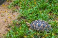 The Indian star tortoise