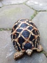 Indian star tortoise, walking on paving block