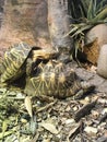 Indian star tortoises mating Royalty Free Stock Photo