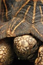 Indian Starred Tortoise