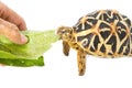 Indian Starred Tortoise eating vegetable