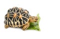 Indian Starred Tortoise eating vegetable Royalty Free Stock Photo