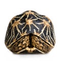 Indian Starred Tortoise - Geochelone elegans Royalty Free Stock Photo