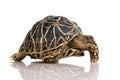 Indian Starred Tortoise - Geochelone elegans Royalty Free Stock Photo