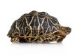 Indian Starred Tortoise - Geochelone elegans Royalty Free Stock Photo