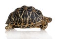 Indian Starred Tortoise - Geochelone elegans Royalty Free Stock Photo