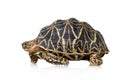 Indian Starred Tortoise - Geochelone elegans Royalty Free Stock Photo