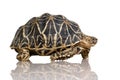 Indian Starred Tortoise - Geochelone elegans