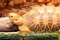 Indian starred tortoise