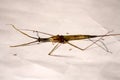 Indian stick insect (Carausius morosus) being devoured by ants : (pix Sanjiv Shukla)