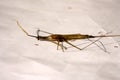 Indian stick insect (Carausius morosus) being devoured by ants : (pix Sanjiv Shukla)