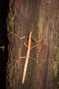 Indian Stick Insect Carausius morosus on a tree