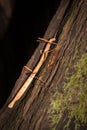 Indian Stick Insect Carausius morosus on a tree