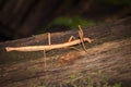 Indian Stick Insect Carausius morosus on a tree