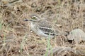 Indian stone-curlew or Indian thick-knee or Burhinus indicus observed in Sasan Gir in Gujarat, India