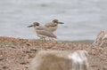 Indian stone plover