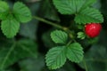 Indian strawberry, duchesnea indica, ripe strawberry with flowering and tendrils in the background