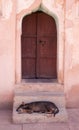 Indian Street Dog Dozing in the Shade Royalty Free Stock Photo