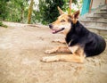 Indian Street Dog with a Gentle Smile.