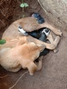 INDIAN STREET FEMALE DOG WITH SMALL NEW BORN PUPPYS