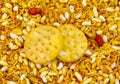 Indian Street Spicy Food Bhel Puri Royalty Free Stock Photo