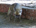 Indian Striped Hyena