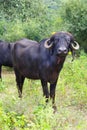 The Indian subcontinent. Domestic Asian water buffalo, black buffalo in gir forest, buffalo Royalty Free Stock Photo