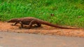 Sri Lanka Ceylon, monitor lizards Varanus, genus of saurians of the Varanidae family Varanidae