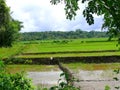 Sri Lanka Ceylon, mountains and rice fields Royalty Free Stock Photo