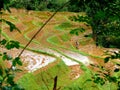 Sri Lanka Ceylon, mountains and rice fields Royalty Free Stock Photo