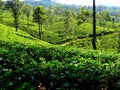 Sri Lanka Ceylon, Nuwara Eliya, waterfall and tea plantation Royalty Free Stock Photo