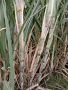 Indian Sugarcane Royalty Free Stock Photo