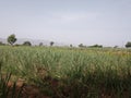 Indian Sugarcane Farm Royalty Free Stock Photo