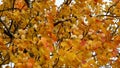 Indian summer, bright yellow-orange aspen leaves flutter in the wind. Moving autumn background