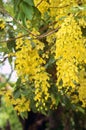 Cassia fistula or Amaltas trees beautiful yellow flower commonly golden flower in indian street plant on a summer day Royalty Free Stock Photo