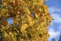 Indian summer a lot of yellow maple leaves Royalty Free Stock Photo