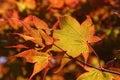 Indian summer Maple leaves