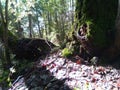 Forest still life, mushrooms in the hollow Royalty Free Stock Photo