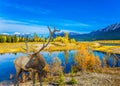 Indian Summer in the Rockies Royalty Free Stock Photo