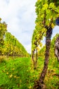 Indian Summer Vineyard Royalty Free Stock Photo