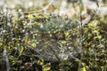 Almost Indian-summer weather here in mid-September..Autumn morning with dewdrops on the grass and a beautiful cobweb on the lawn. Royalty Free Stock Photo