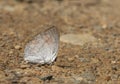 Indian Sunbeam, Curetis thetis, butterfly, Garo Hills, Meghalaya, India Royalty Free Stock Photo