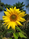 Sunflower trees of West Bengal in India.