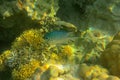 Indian swallow fish in corals, Amblyglyphidodon indicus, Red Sea, Egypt. Profile portrait of Pale Damselfish against giant sea fan