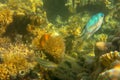 Indian swallow fish in corals, Amblyglyphidodon indicus, Red Sea, Egypt. Profile portrait of Pale Damselfish against giant sea fan